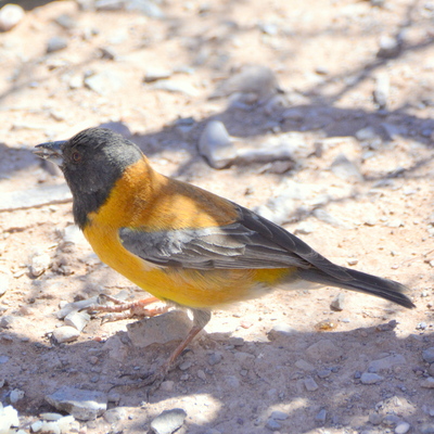 Black-Hooded Sierra Finch